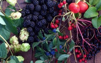 Autumn Foods & Herbs for Wellbeing