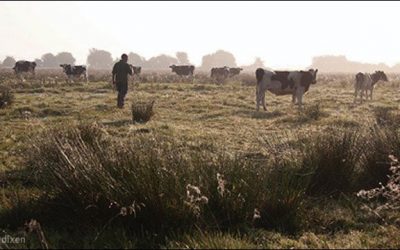 Supporting British farmers