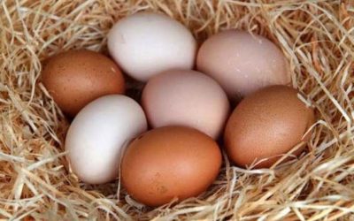 Lewes Friday Food Market online orders