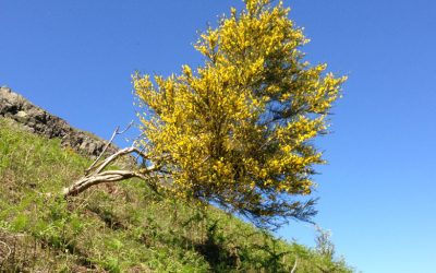 Is this the biggest carbon crash ever?