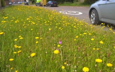 Keeping our verges wild
