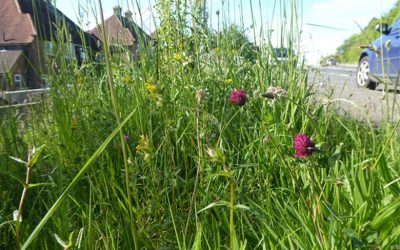 Strimmed litter: why it happens and what we can do about it