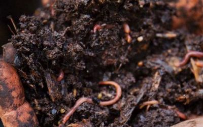 Healthy soil, healthy plants, healthy humans