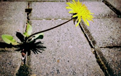 Invite your street to go glyphosate-free