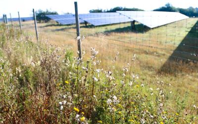 The natural benefits of community solar farms