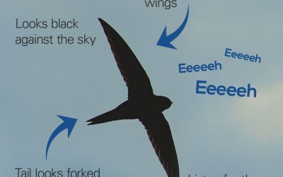 Report your swift sightings in Lewes