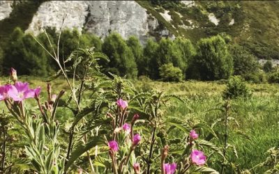 Lewes Mosaic Project looking for ecologist support