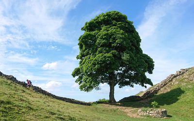 Rage and the Sycamore Gap Tree